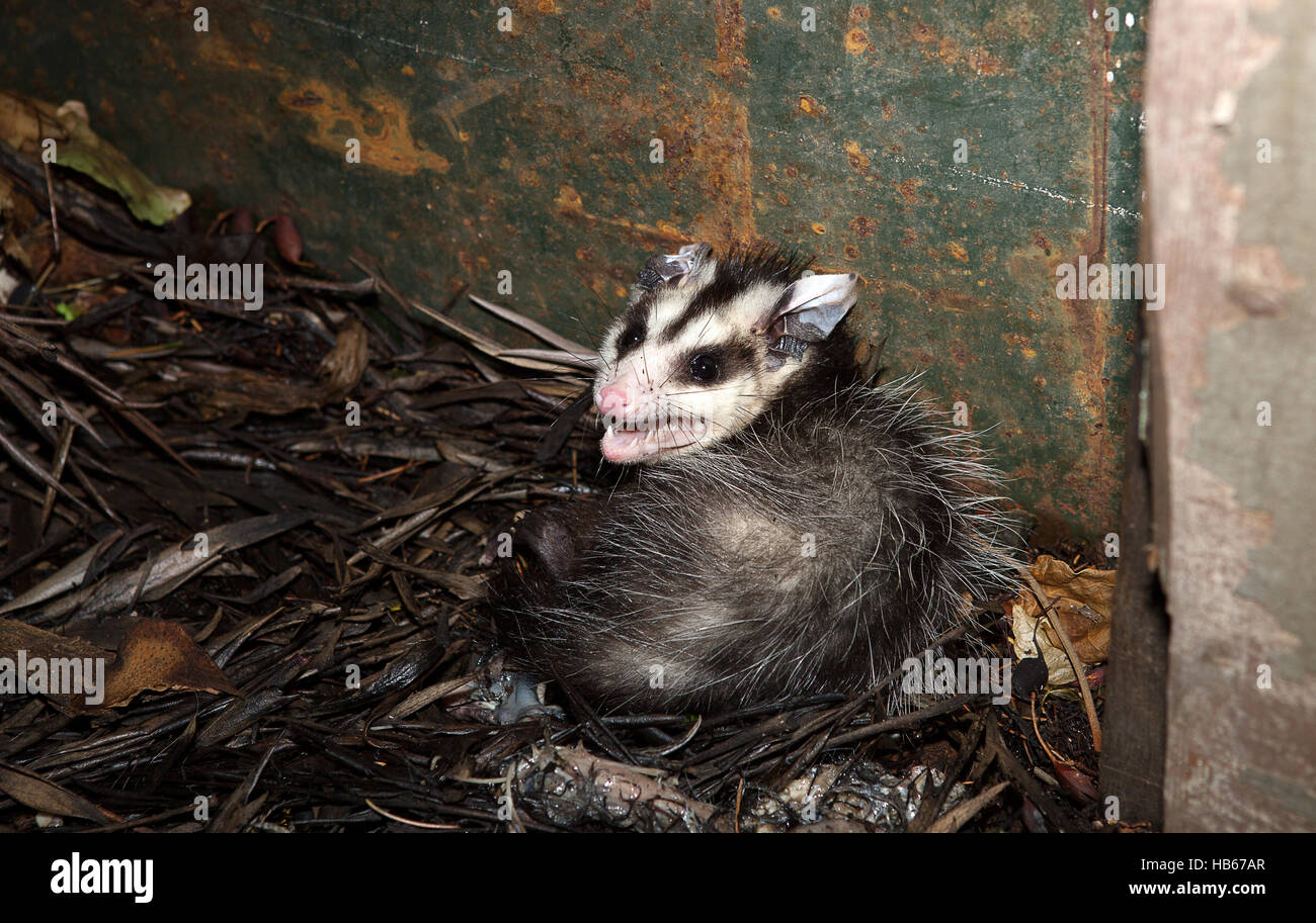 argentine opossum Stock Photo