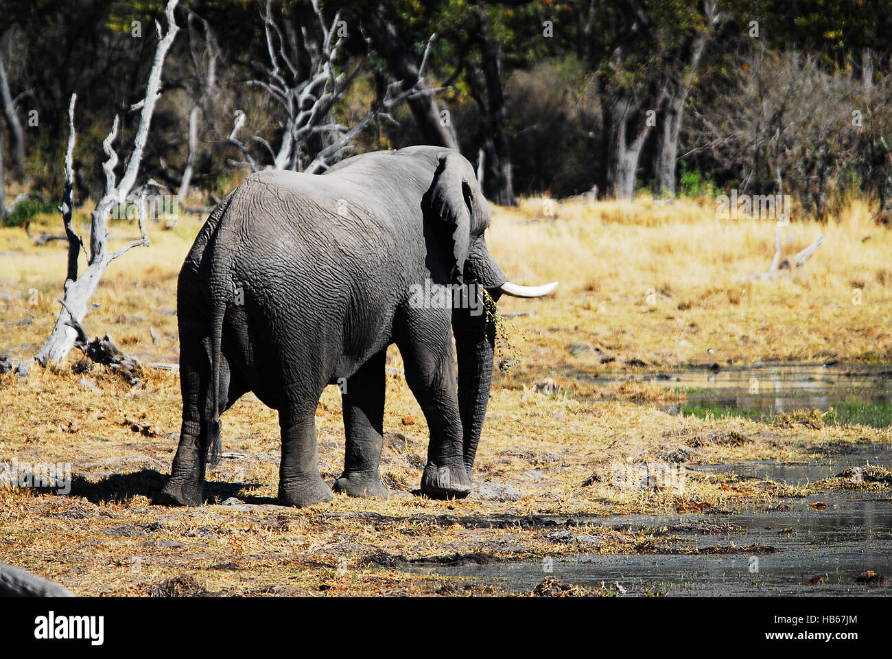 elephant in Namibia Afrika Stock Photo