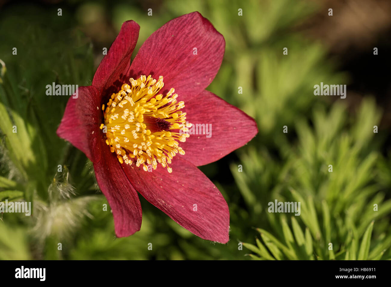 Pulsatilla rubra Stock Photo