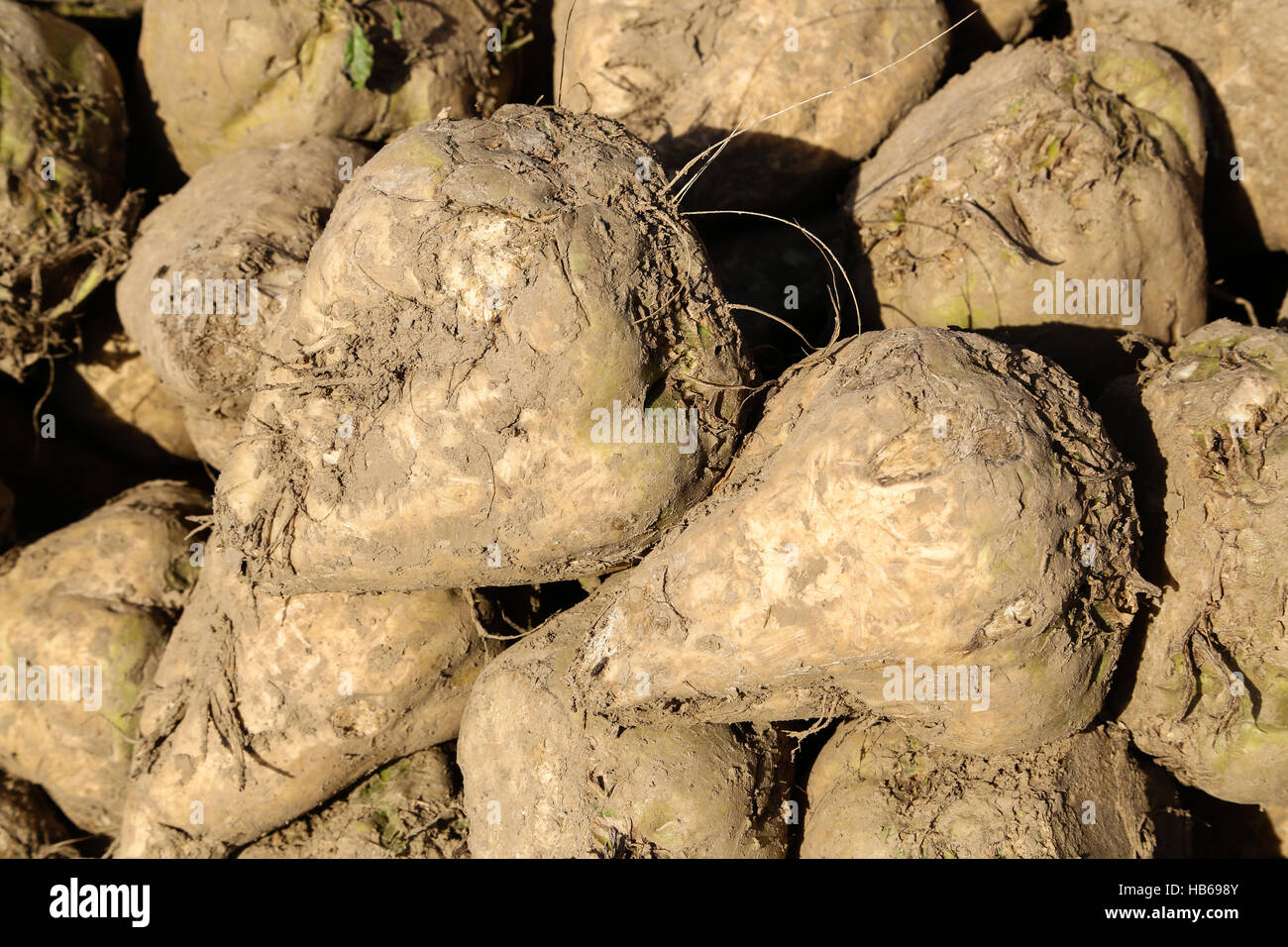 Pile of sugar beets Stock Photo