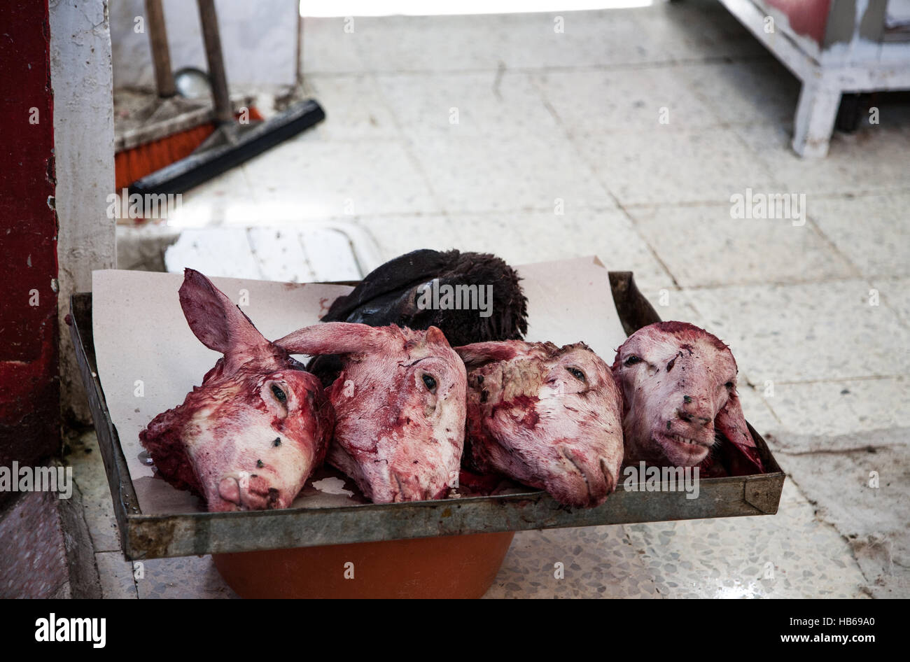 Heads of lambs Stock Photo Alamy