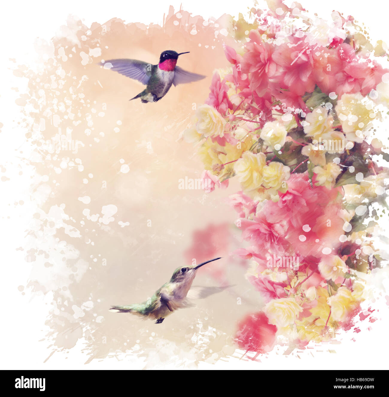 Hummingbirds and Flowers Watercolor Stock Photo