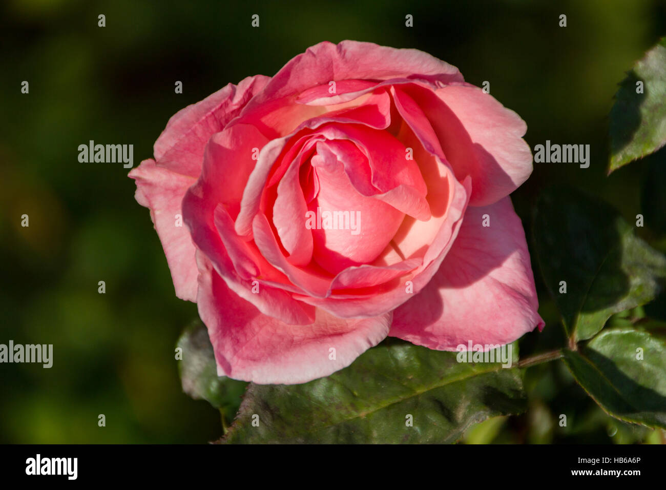 Rose Stock Photo