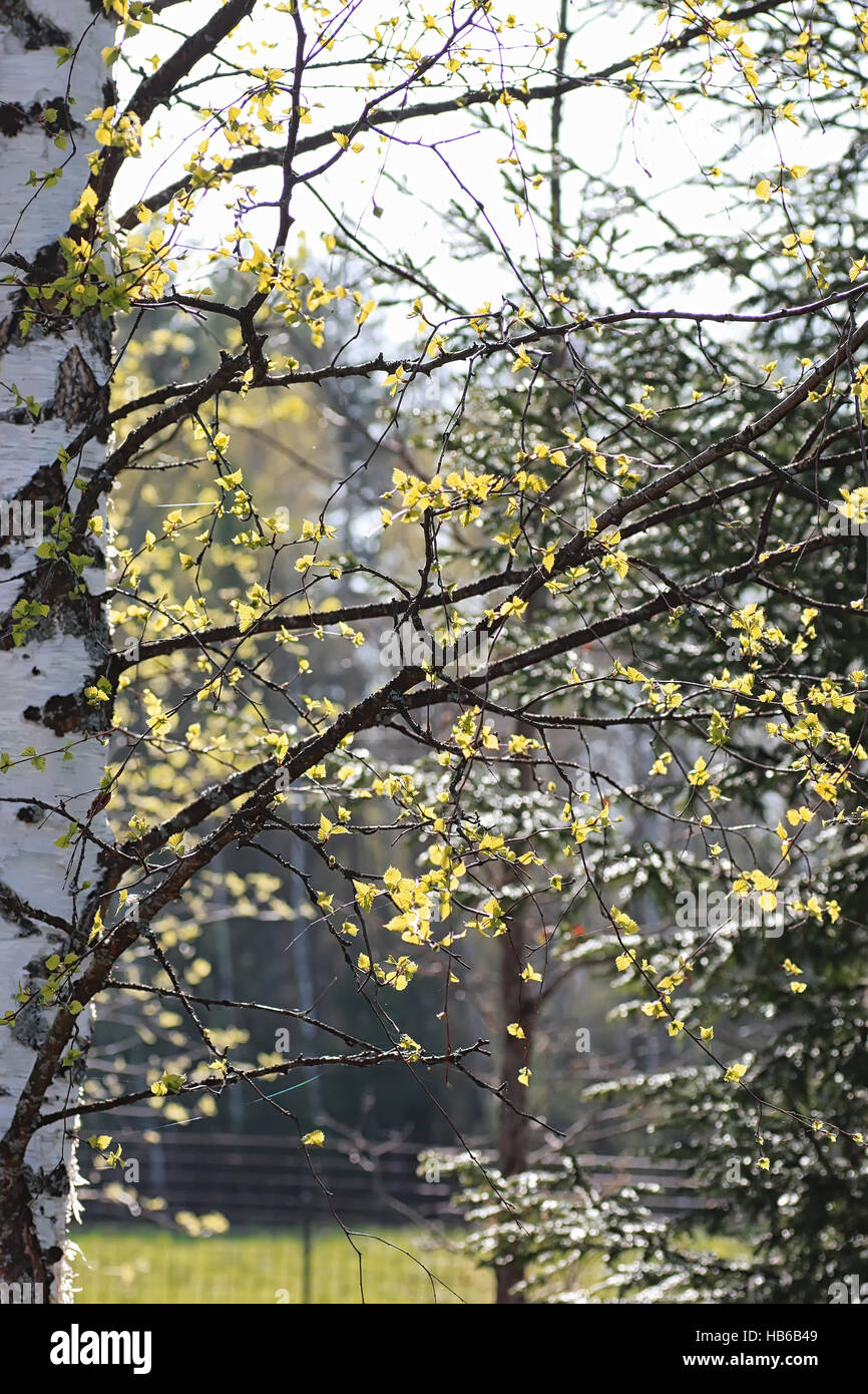spring fresh leaves on a tree sunset Stock Photo - Alamy