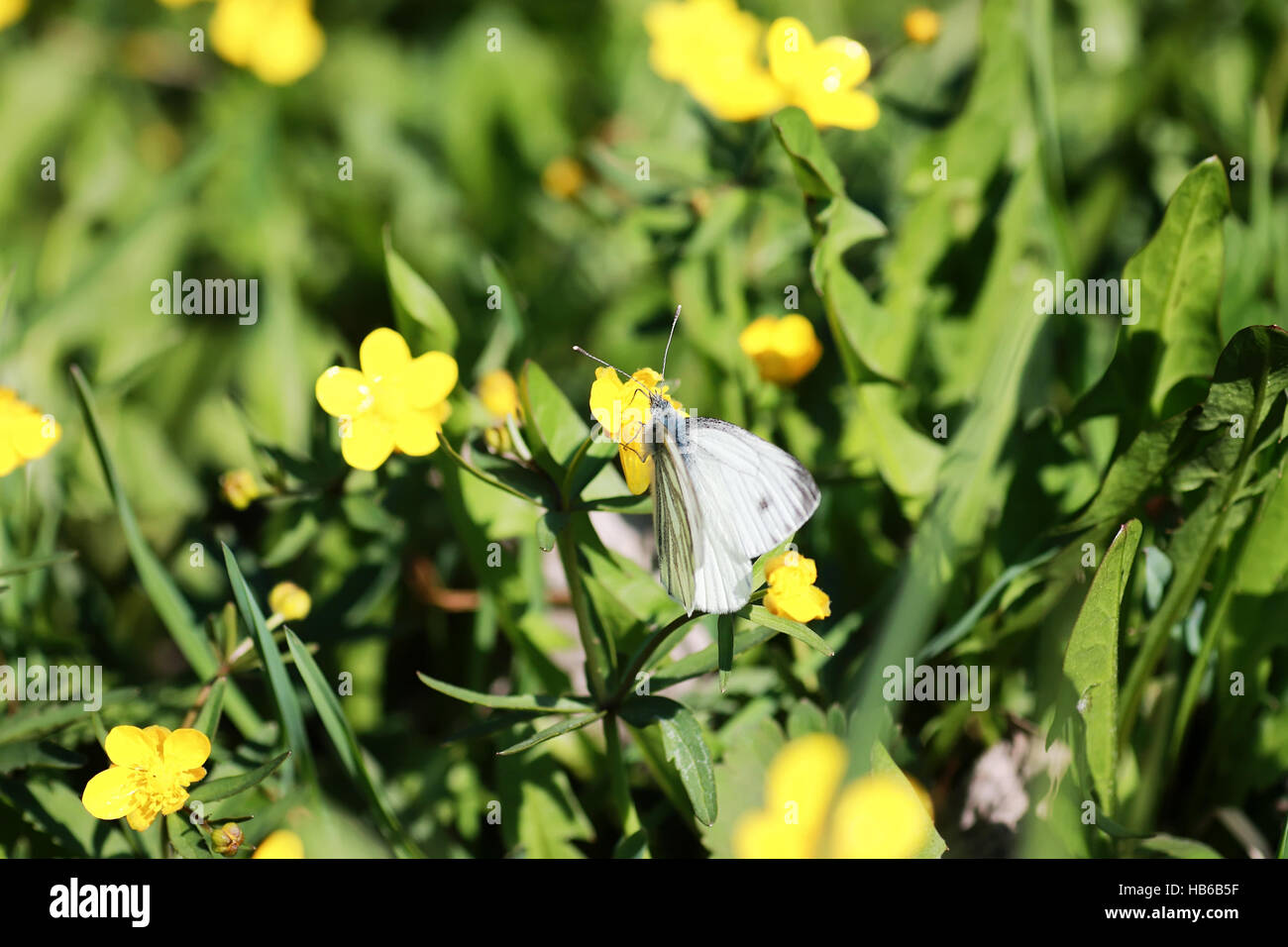 wild spring flower in a field Stock Photo - Alamy