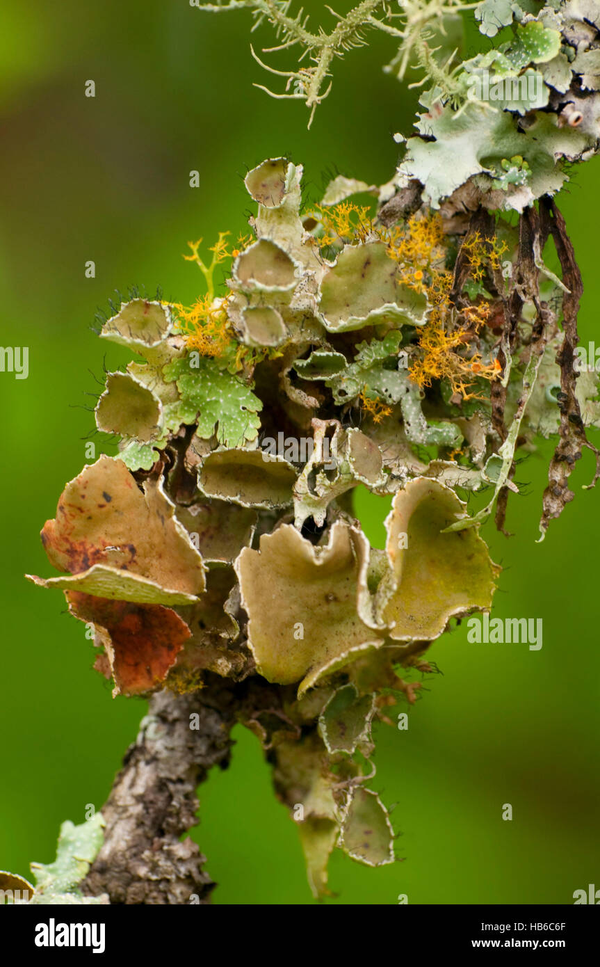 Lichen, Hill Country State Natural Area, Texas Stock Photo