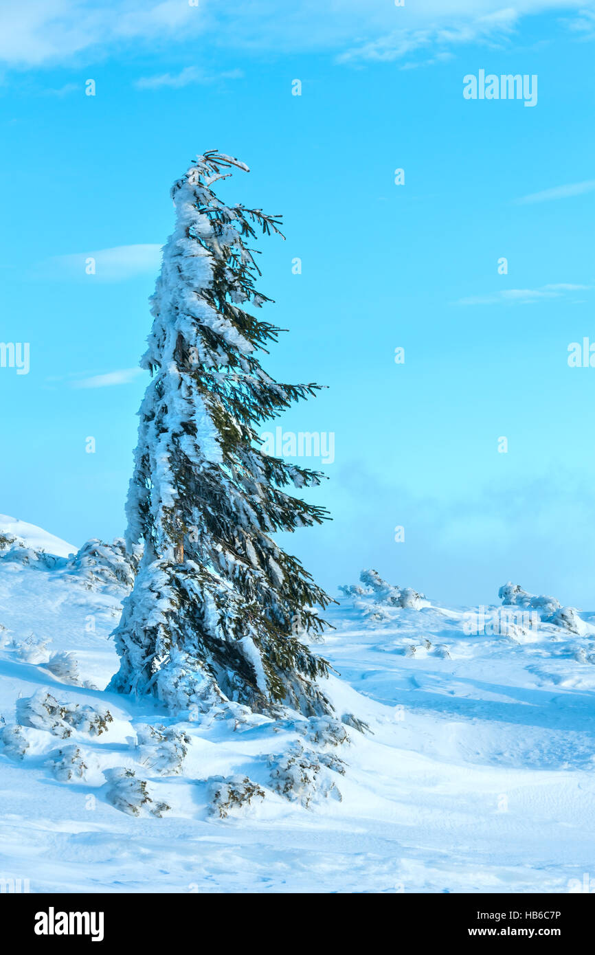 Icy snowy fir tree Stock Photo - Alamy