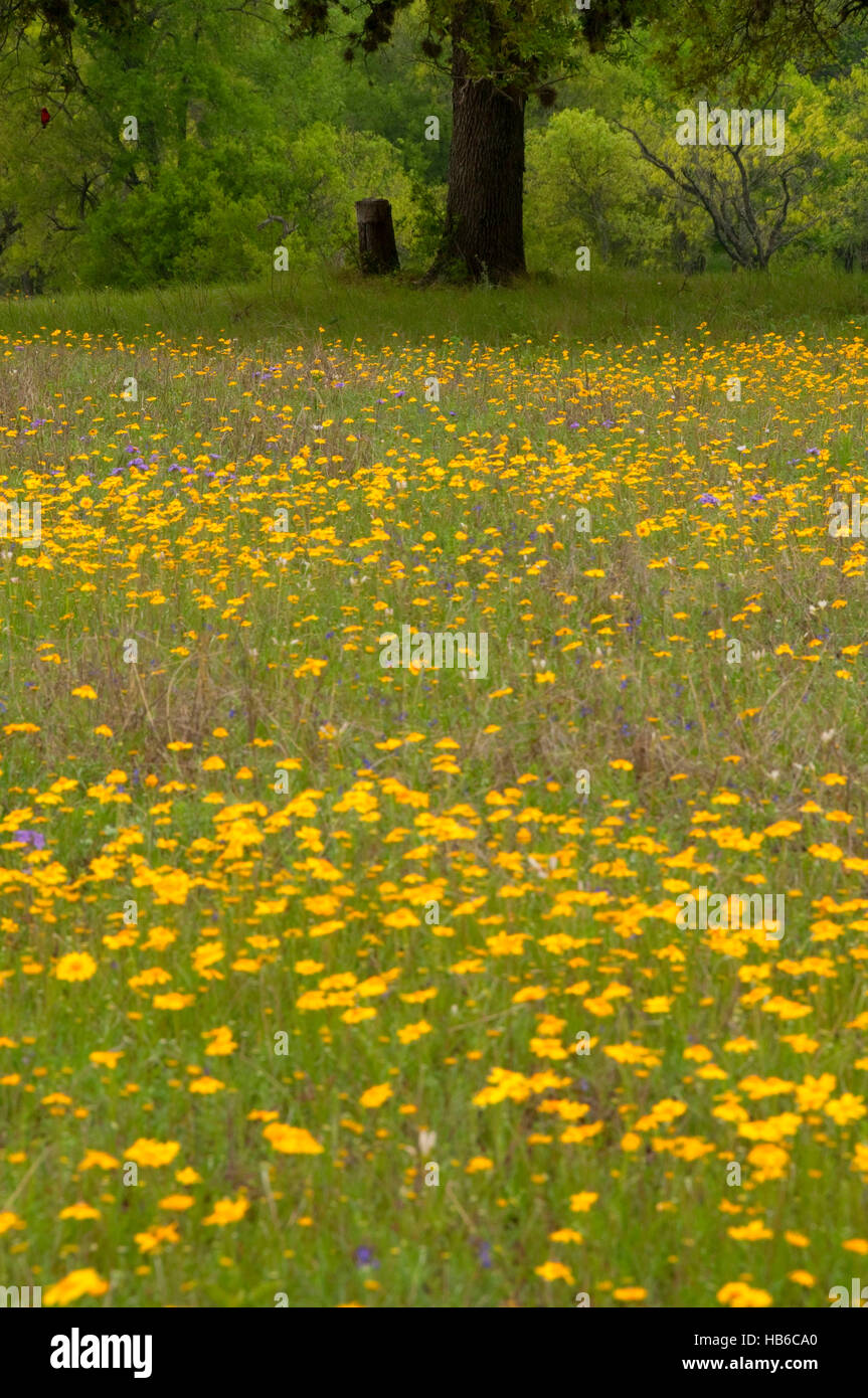 Texas Yellow Wildflowers High Resolution Stock Photography and Images ...