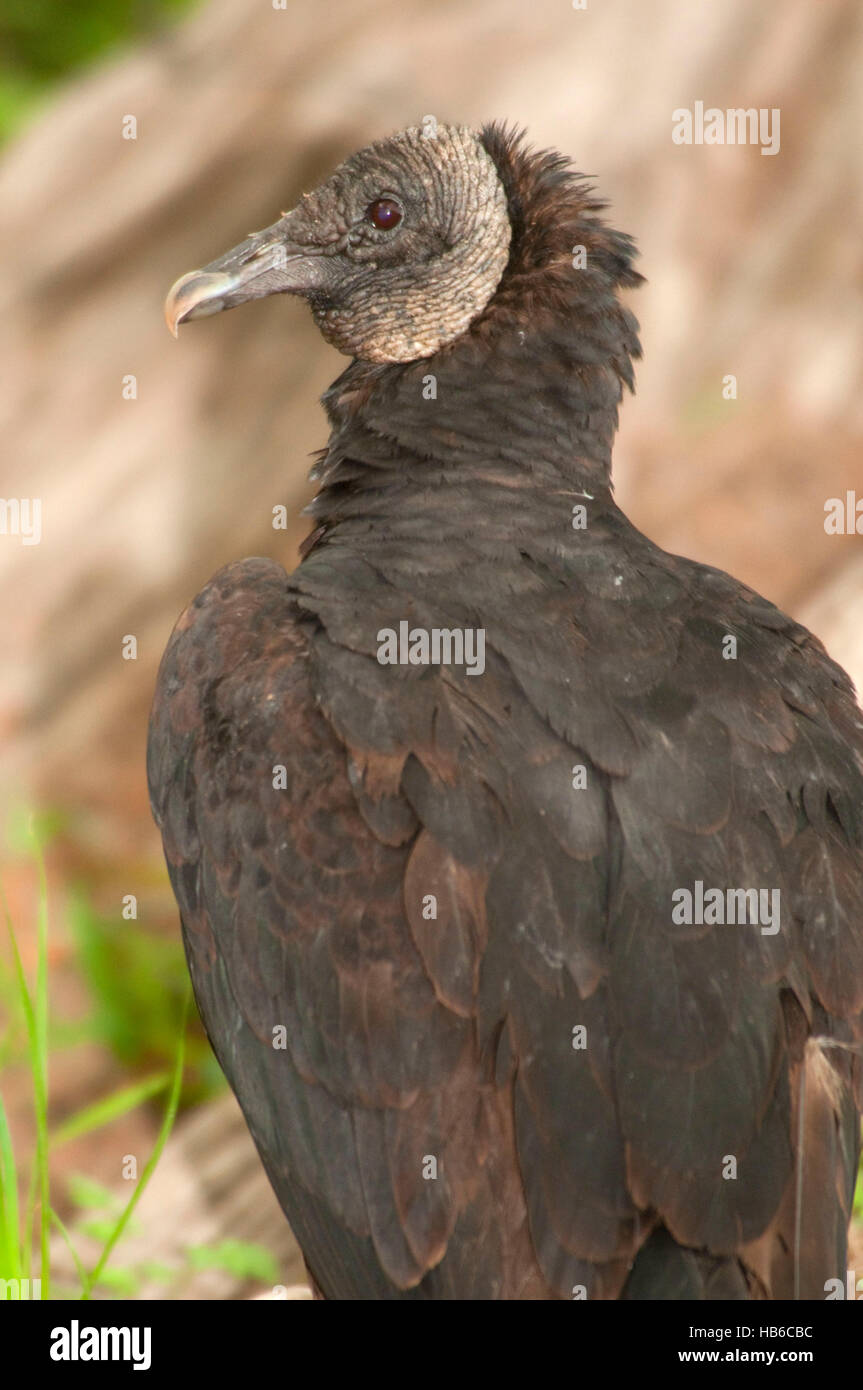 Black vulture, Real County, Texas Stock Photo - Alamy