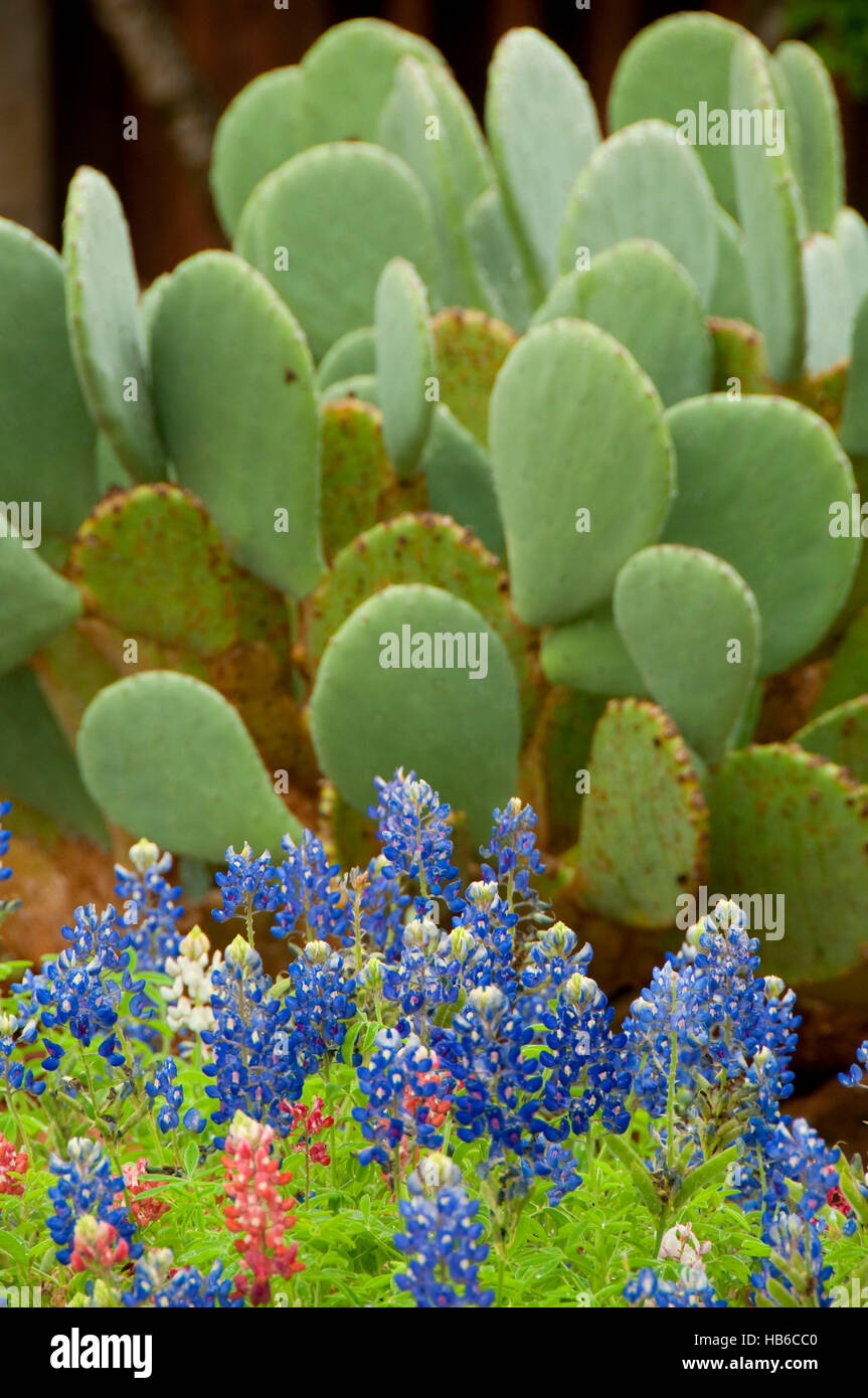 Texas bluebonnets with prickly pear, Wildseed Farms, Texas Stock Photo