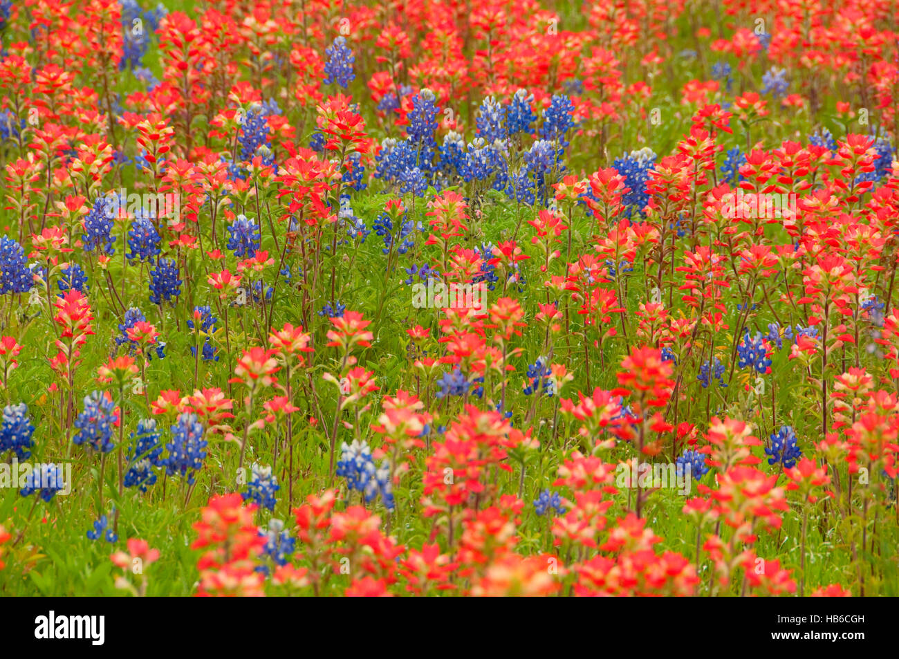 Indian paintbrush field with Texas Fredricksburg, Texas