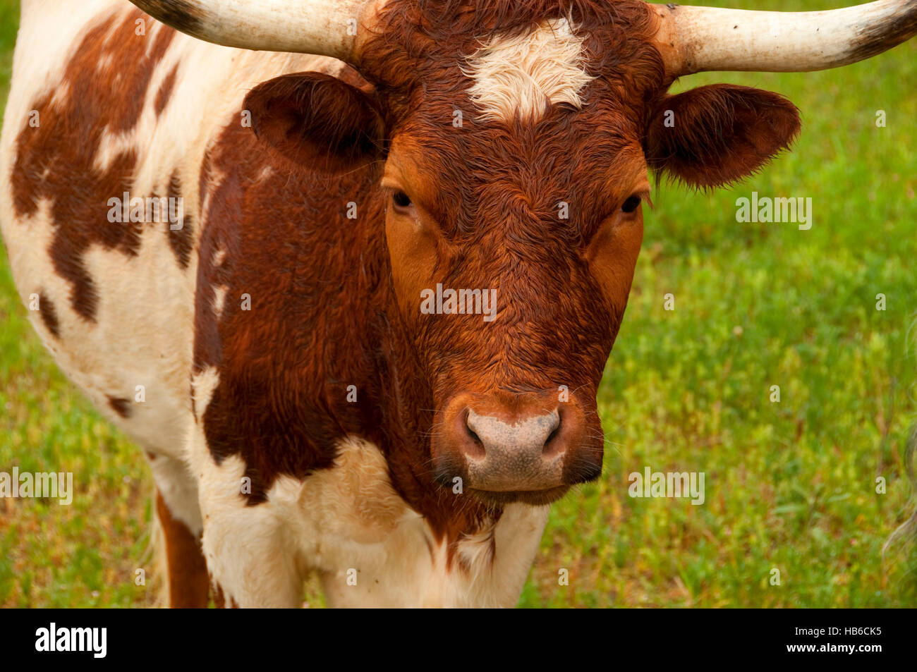 Longhorn Cattle Lyndon B Johnson National Historical Park Texas