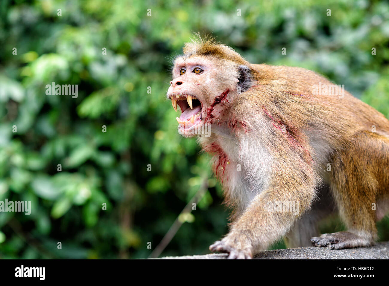 bonnet monkey Stock Photo
