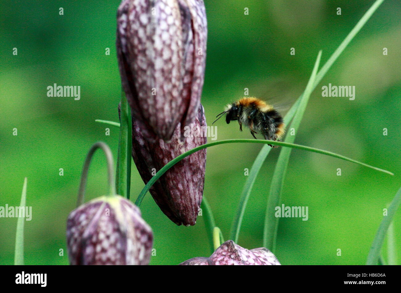 Wild bee flying to flower checkerboard Stock Photo - Alamy