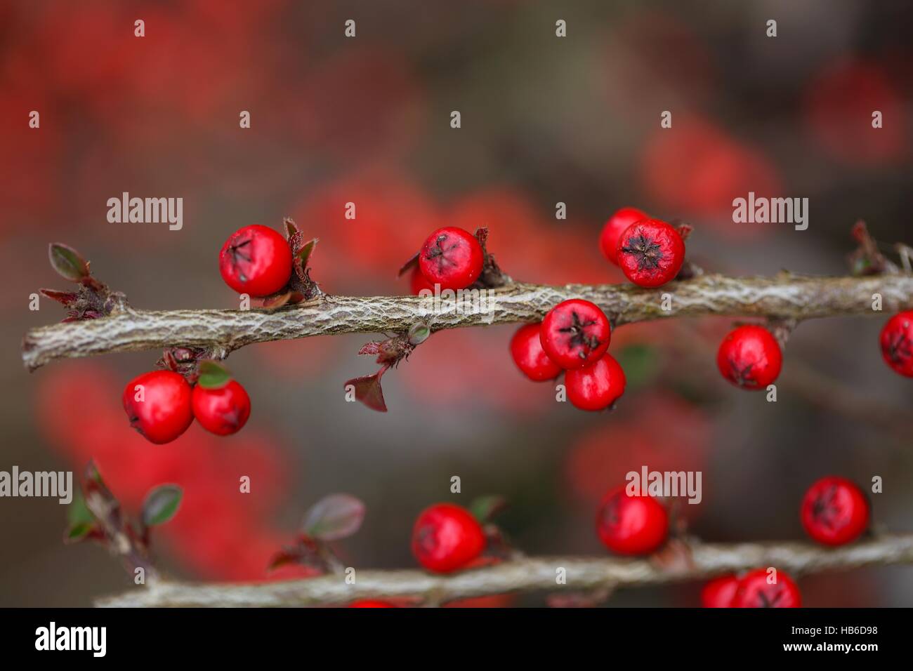 Red berries on a Cotoneaster bush Stock Photo