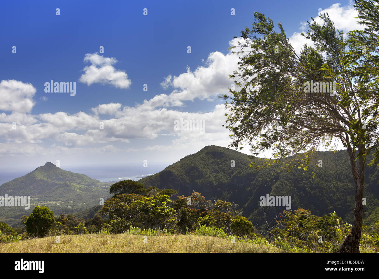 Nature of Mauritius. Wood and mountains Stock Photo