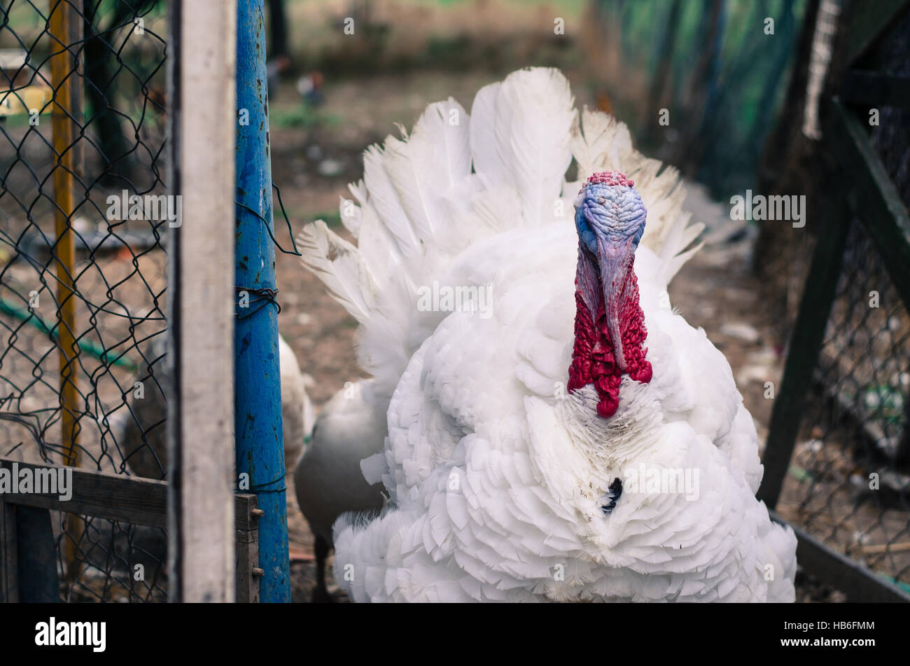 white live turkey animal in farm Stock Photo Alamy