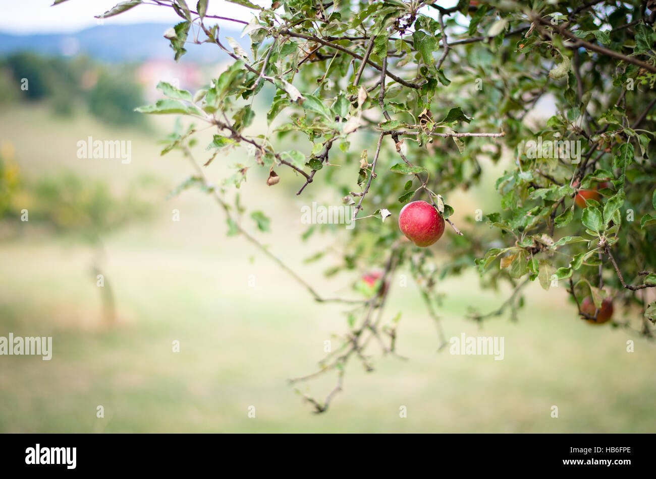 red apple in tree in autumn time Stock Photo - Alamy