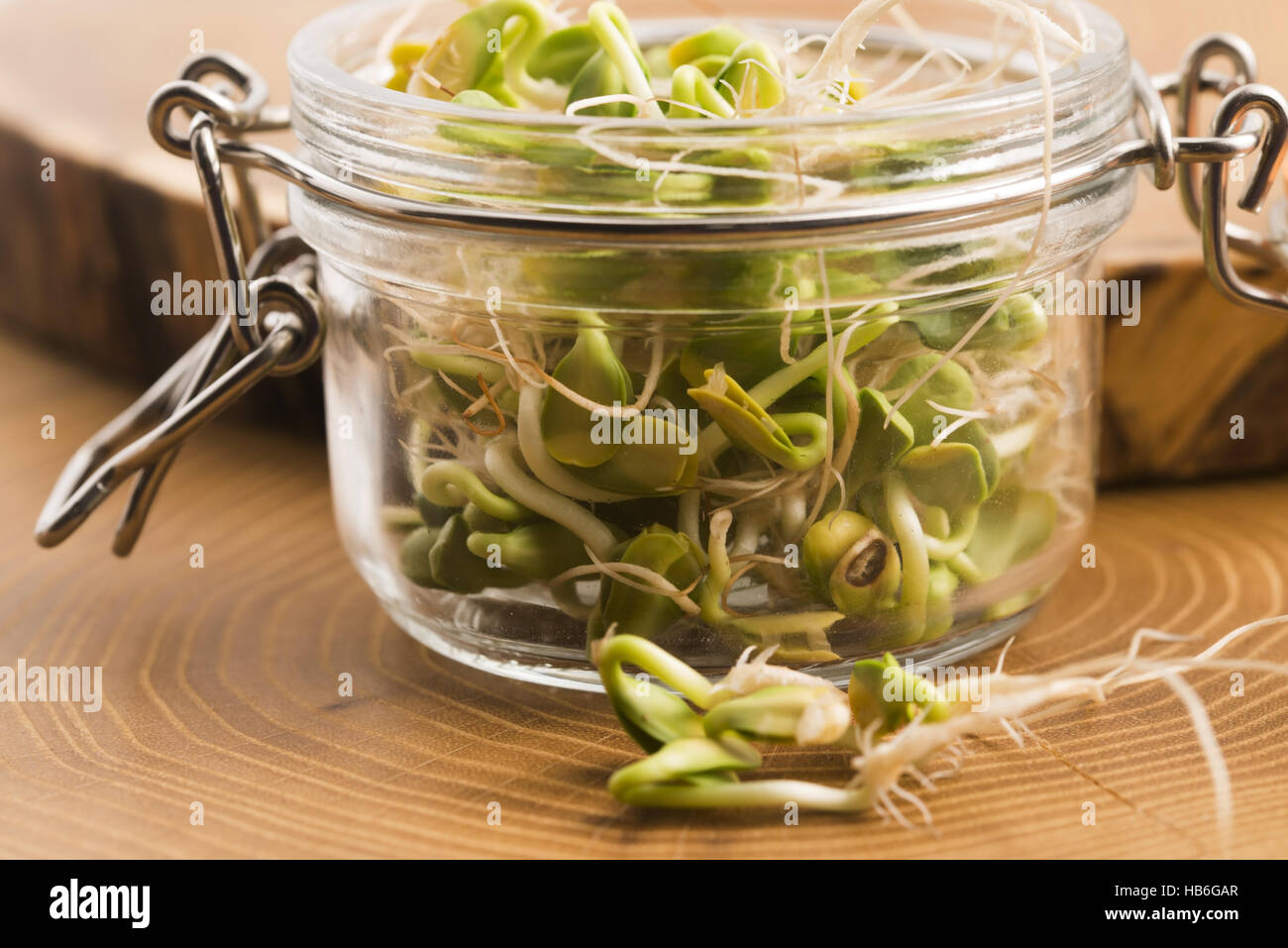 green young sunflower sprouts in the jar Stock Photo Alamy