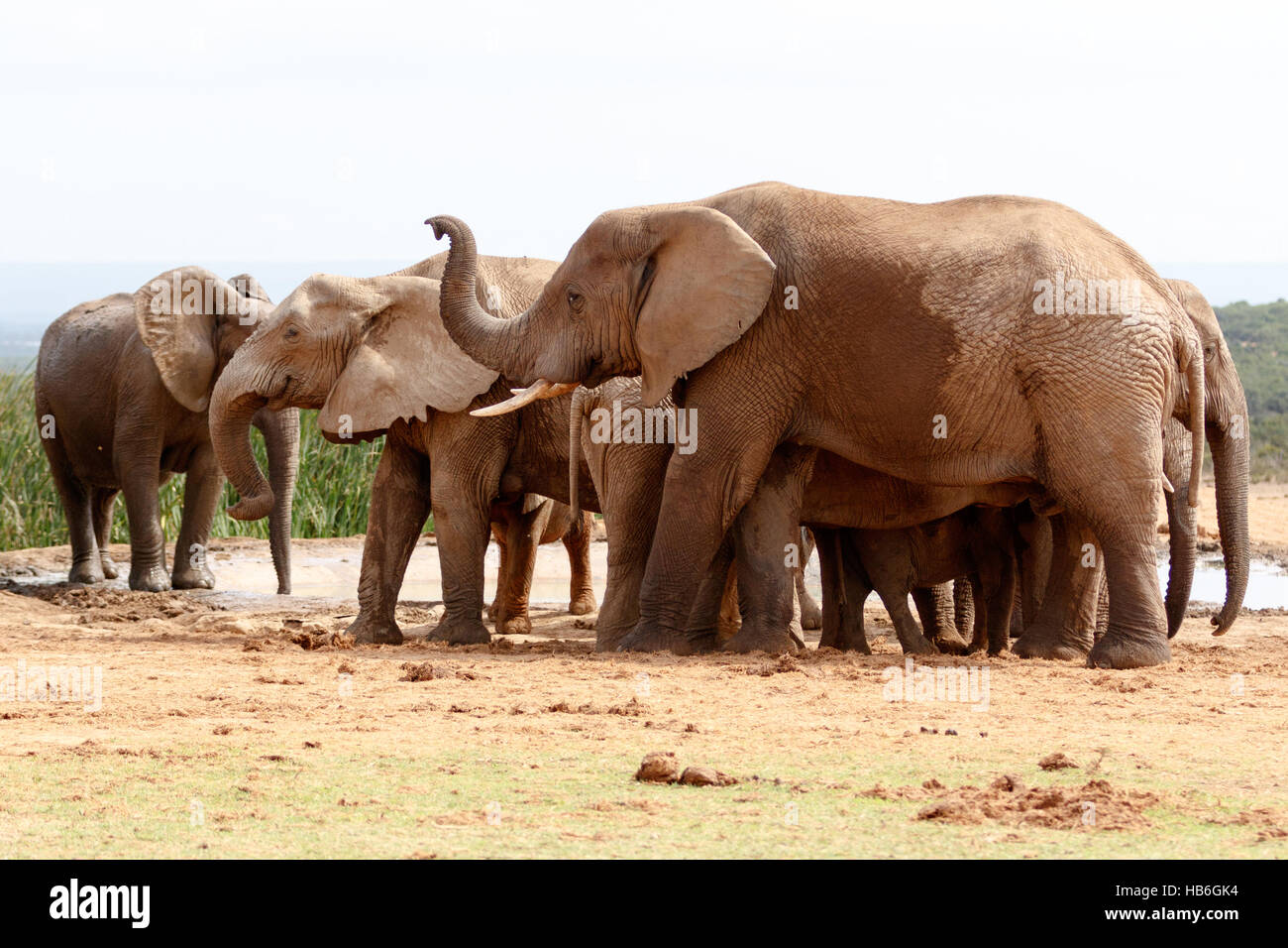 Hellooooo Elephant Stock Photo