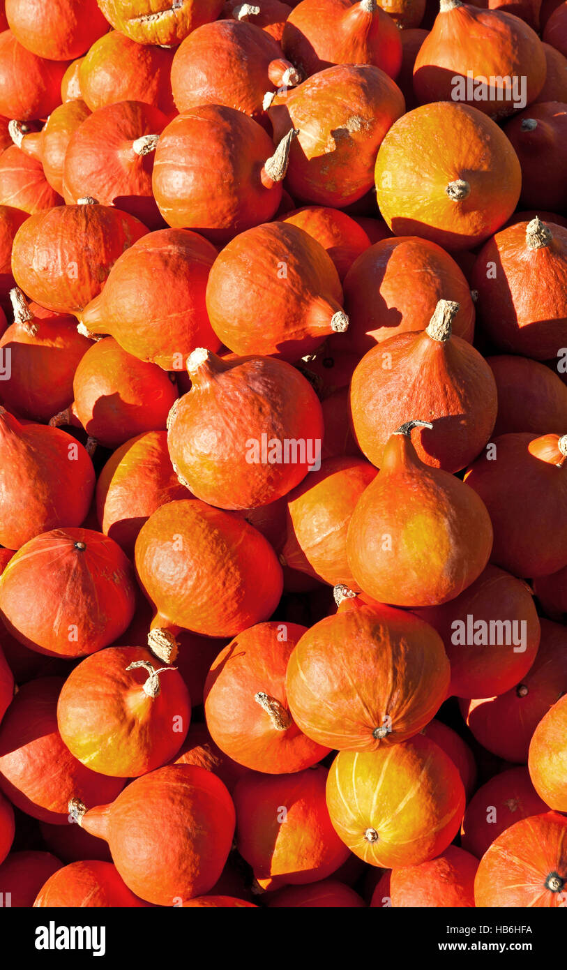A bunch of hokkaido pumpkins Stock Photo - Alamy