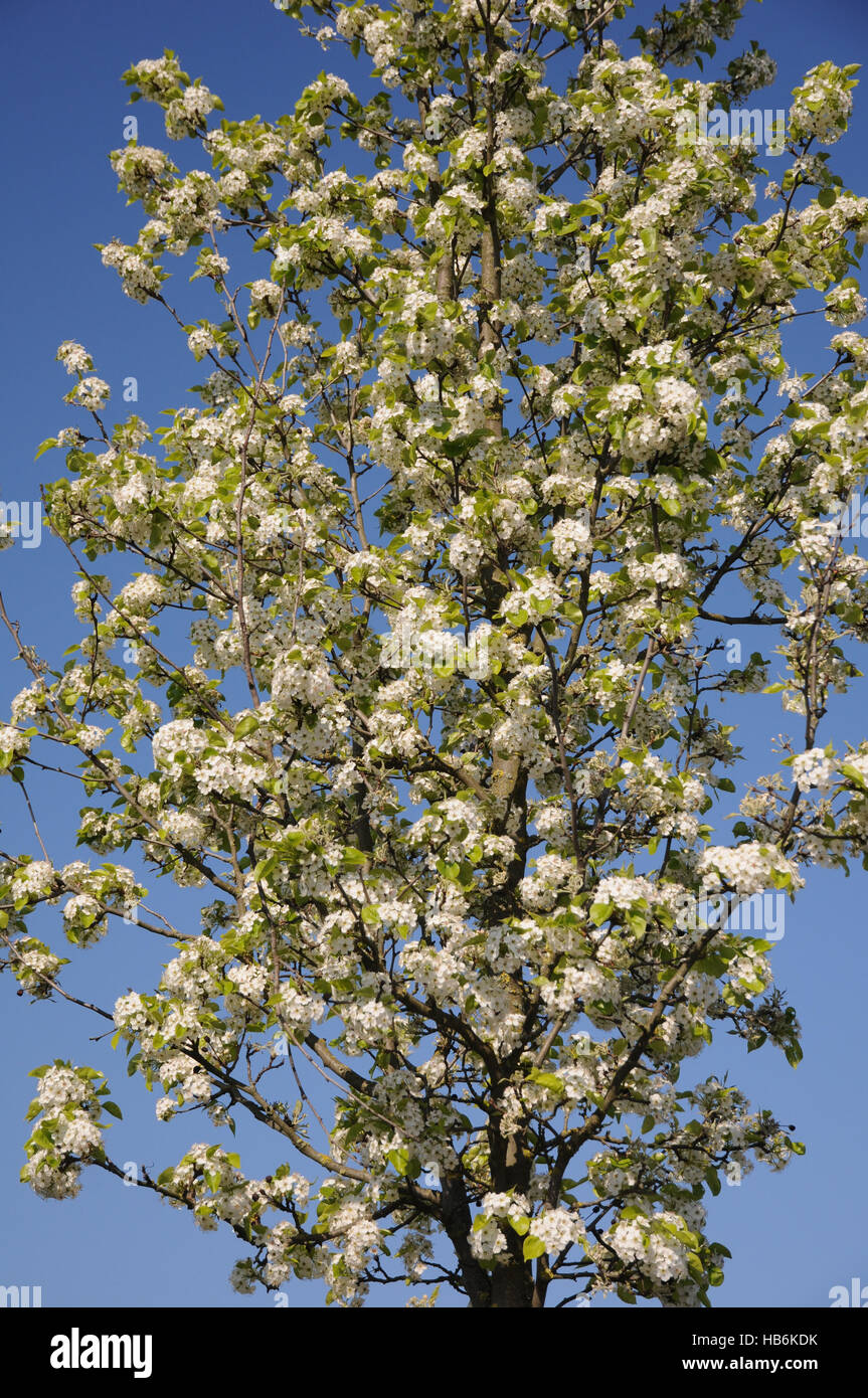 Pyrus communis, Pear tree Stock Photo Alamy