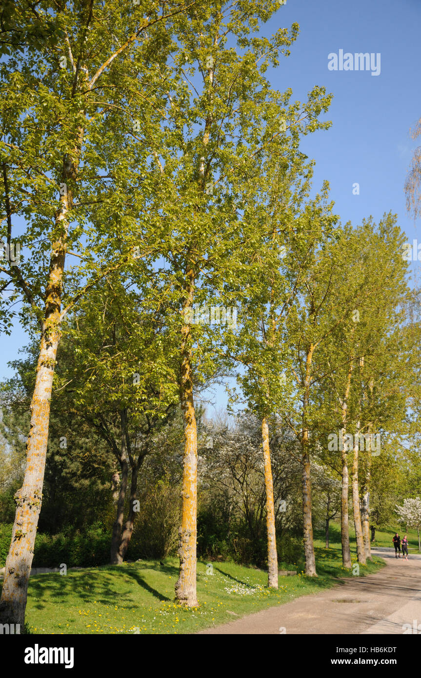 Populus balsamifera hires stock photography and images Alamy