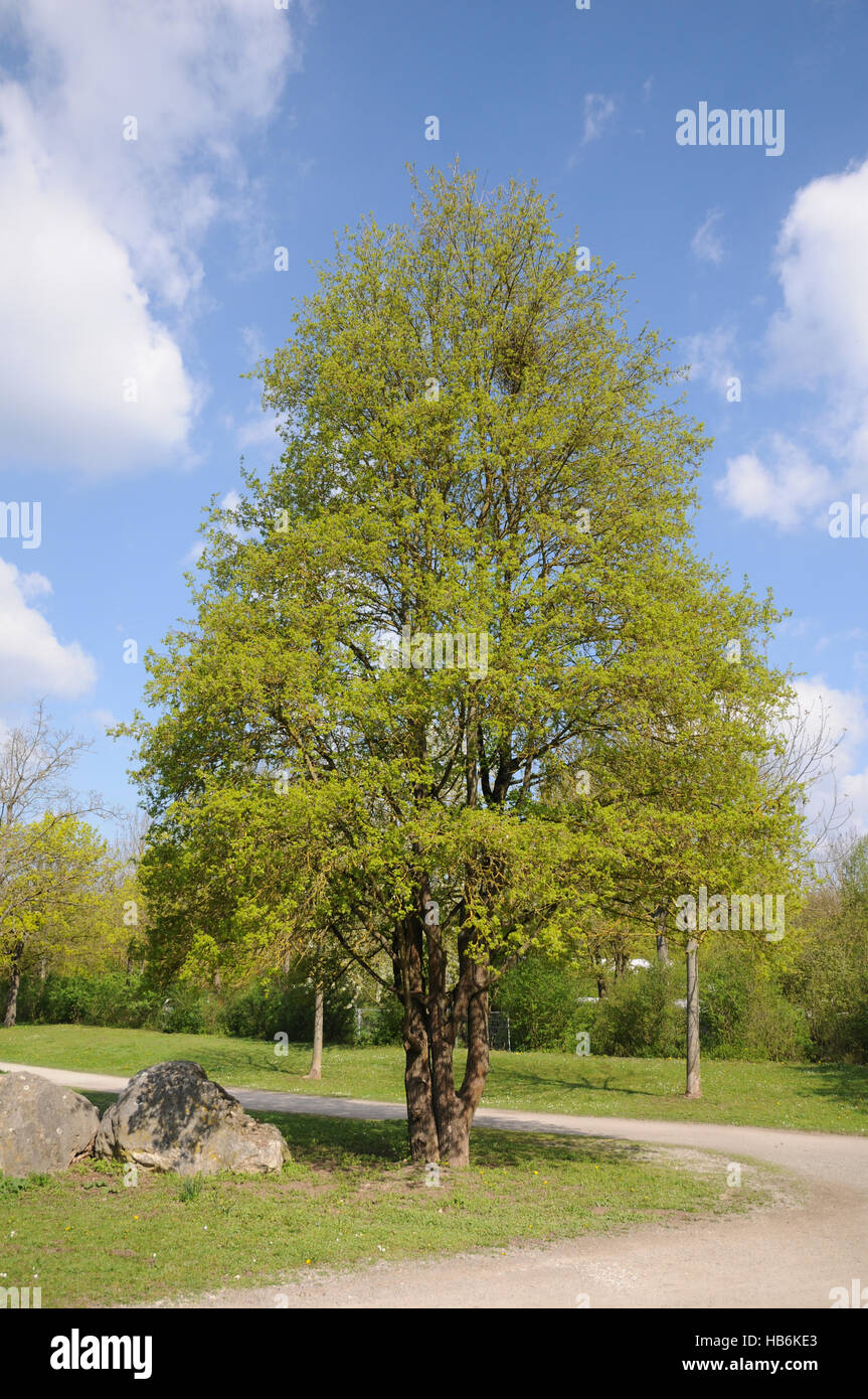 Acer campestre, Field maple Stock Photo - Alamy