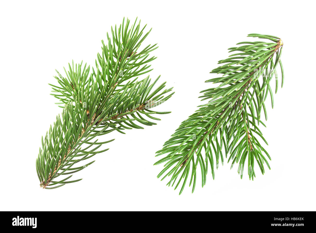 Fir tree branch isolated on white background Stock Photo - Alamy