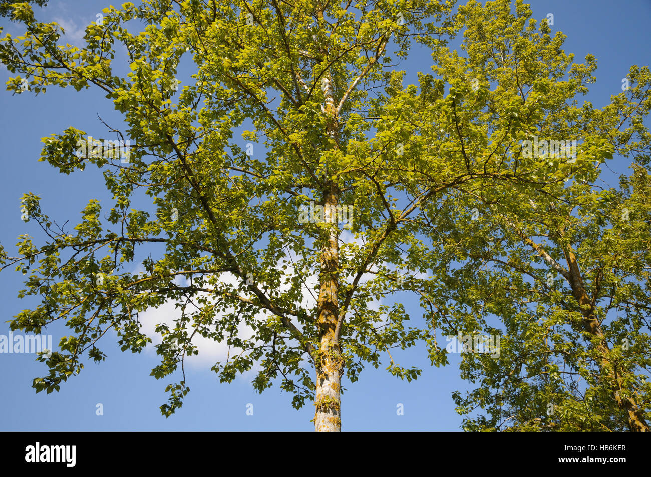 Populus balsamifera, Balsam poplar, in spring Stock Photo Alamy