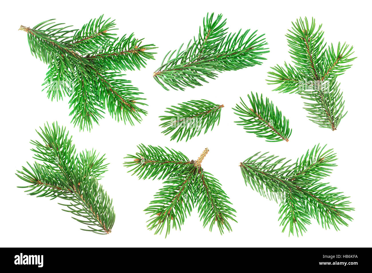 Fir tree branch isolated on white background Stock Photo - Alamy