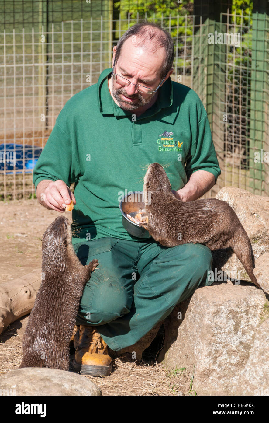 Asian short-clawed otters (Amblonyx cinereus) being hand-fed by their keeper at an otter sanctuary Stock Photo