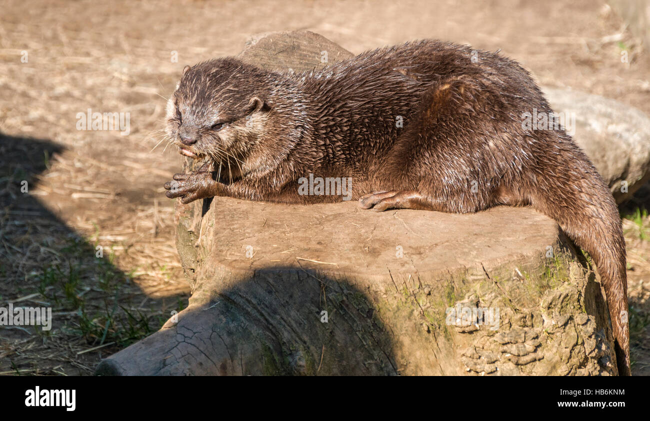 Asian Short-Clawed Otter (Amblonyx cinereus) Stock Photo