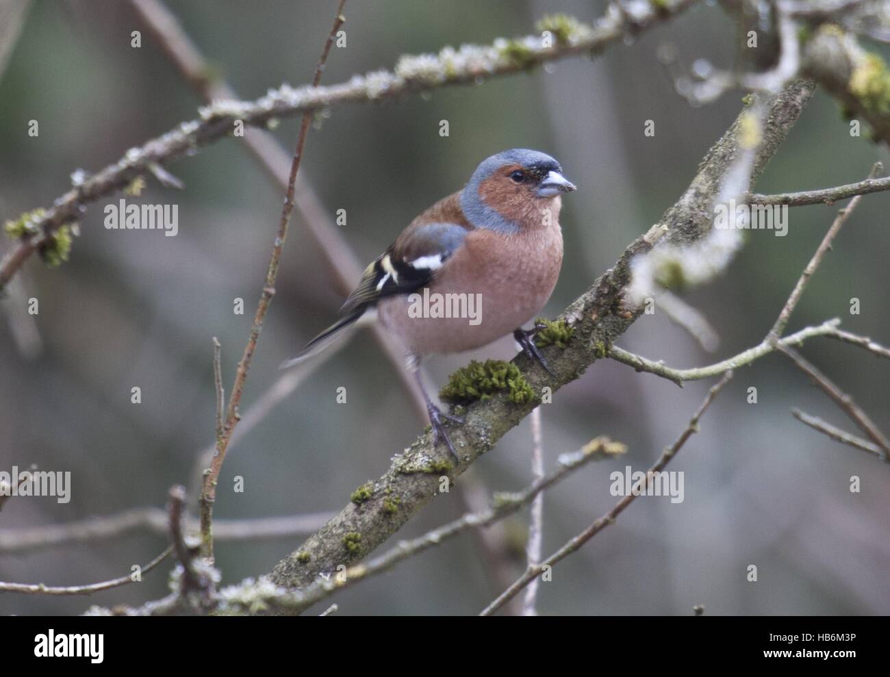 Strichvogel hi-res stock photography and images - Alamy