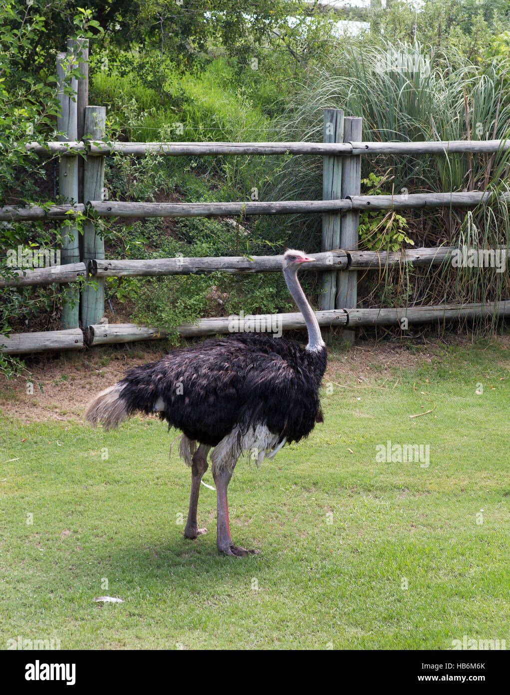 ostrich Stock Photo