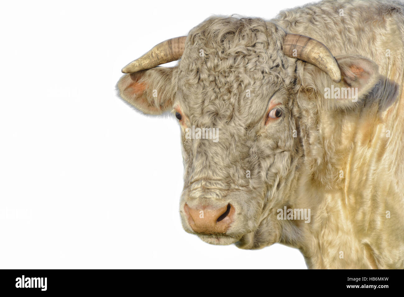 Big Bull III Stock Photo