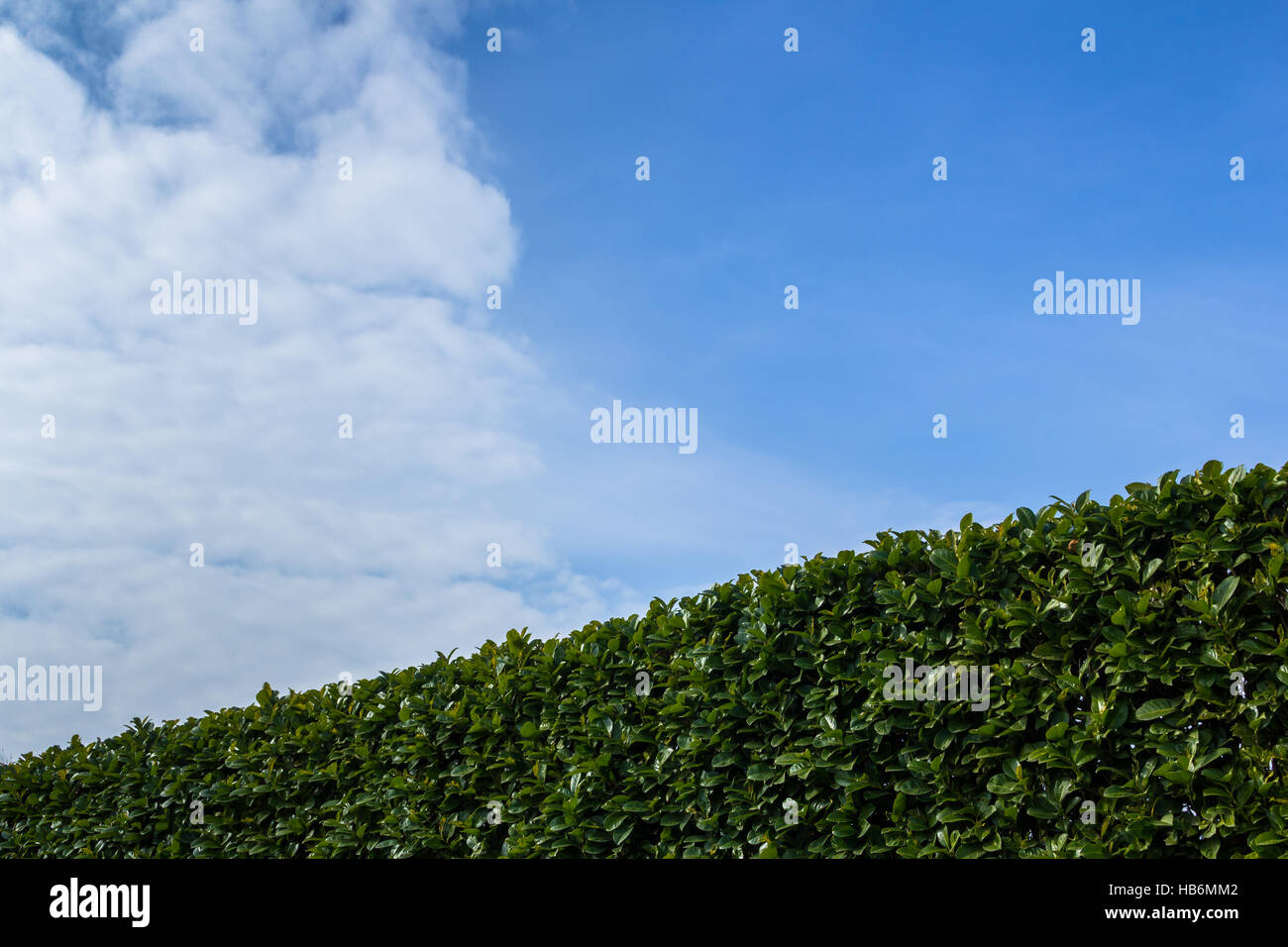 Prune hedge hires stock photography and images Alamy