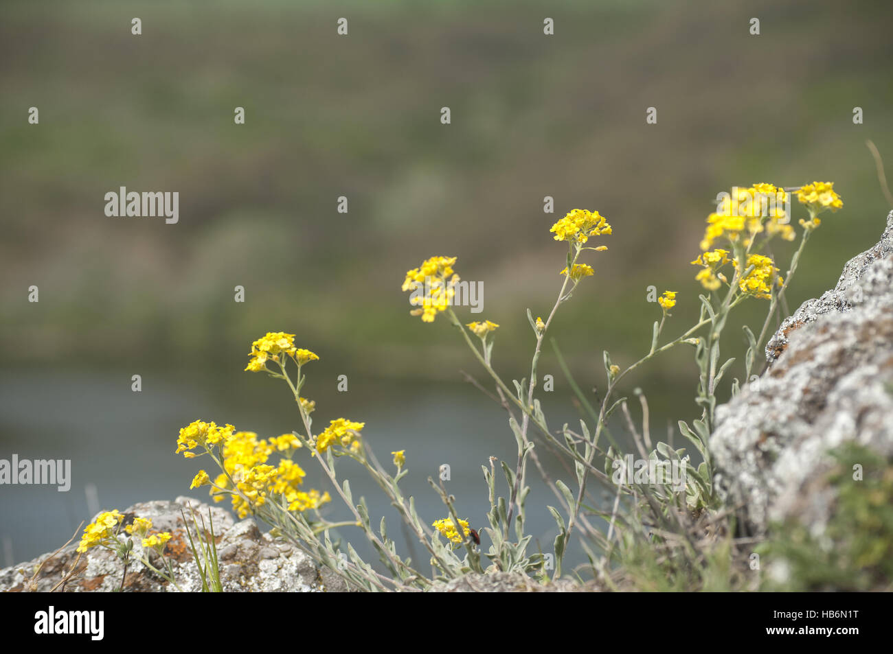 Yellow mountain flowers Stock Photo - Alamy