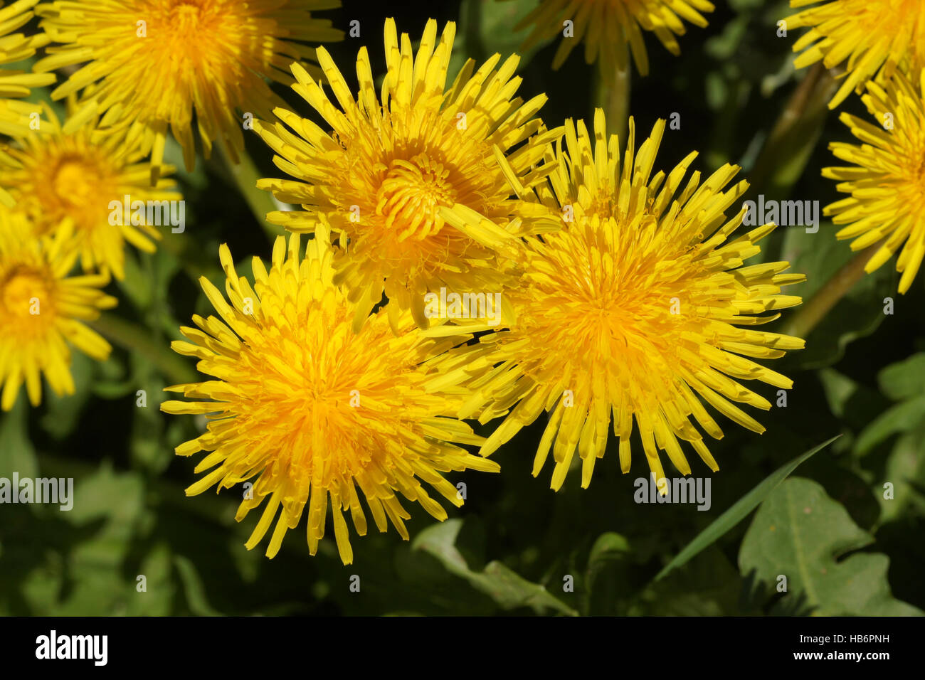 Taraxacum officinalis, Dandelion Stock Photo