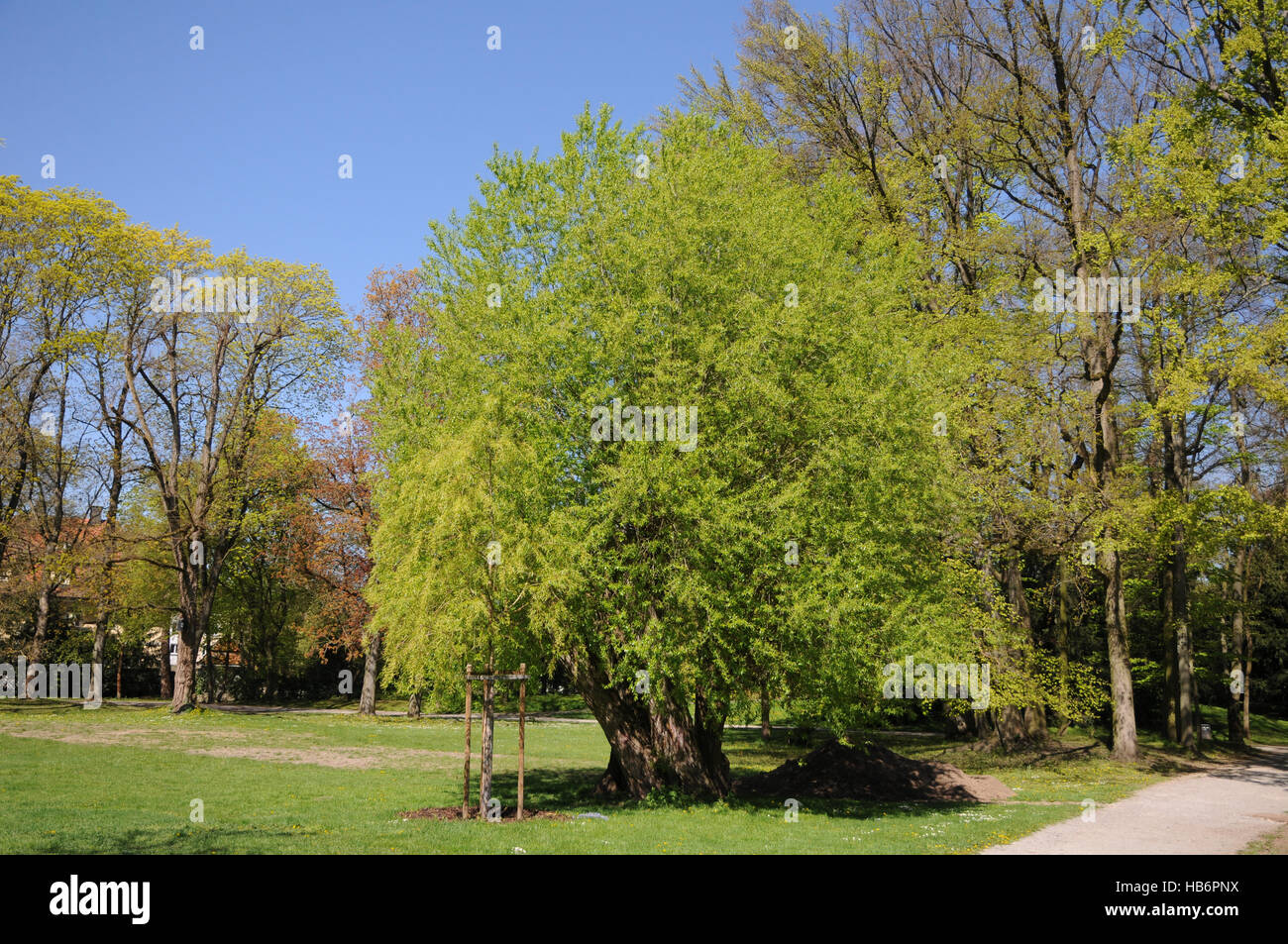 Salix fragilis, Crack willow Stock Photo - Alamy