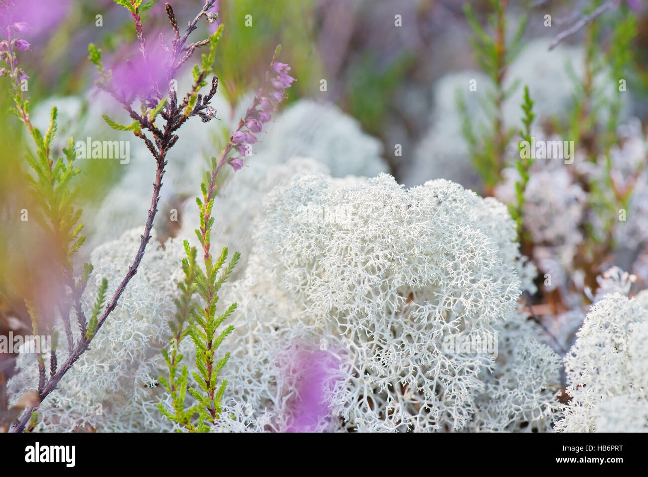 Reindeer lichen and taiga hi-res stock photography and images - Alamy