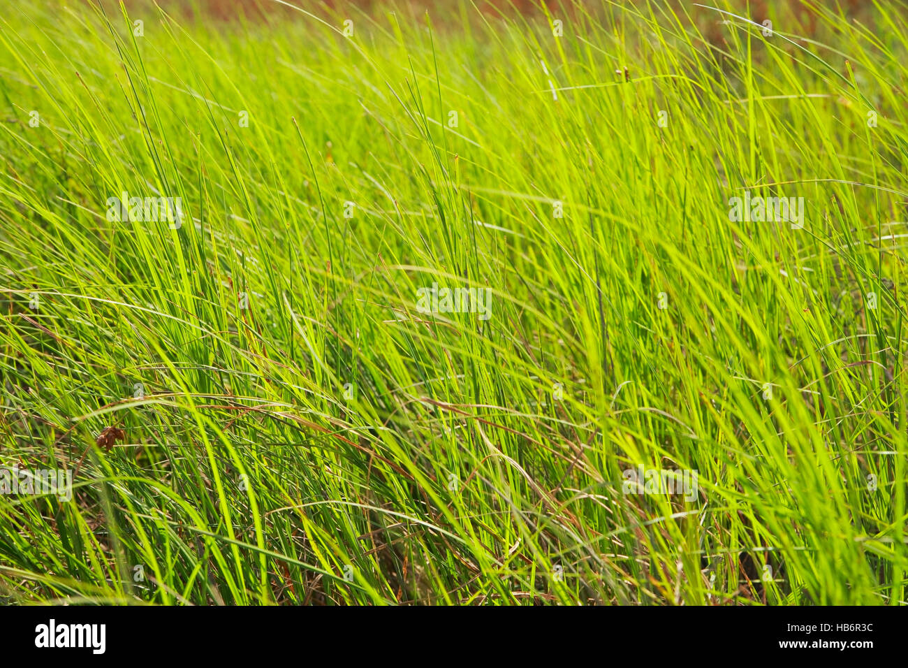 Reeds, young shoots close-up Stock Photo