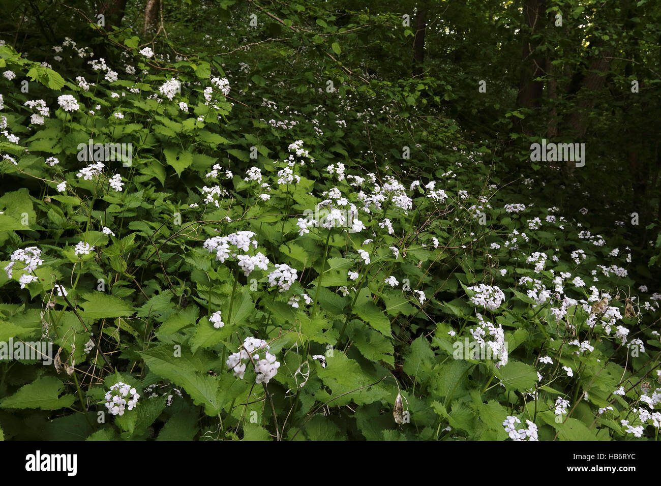 Perennial honesty, Lunaria rediviva Stock Photo