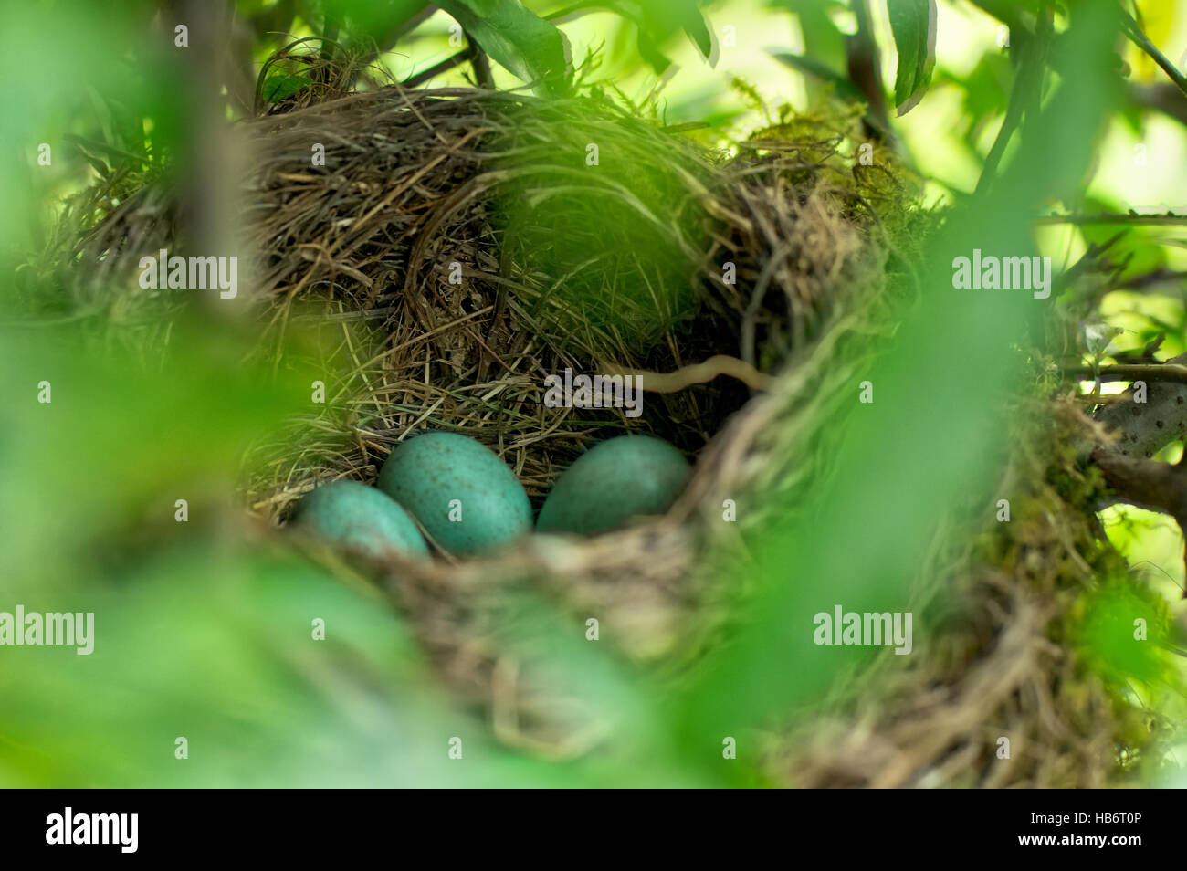 Black birds nest with eggs Stock Photo - Alamy