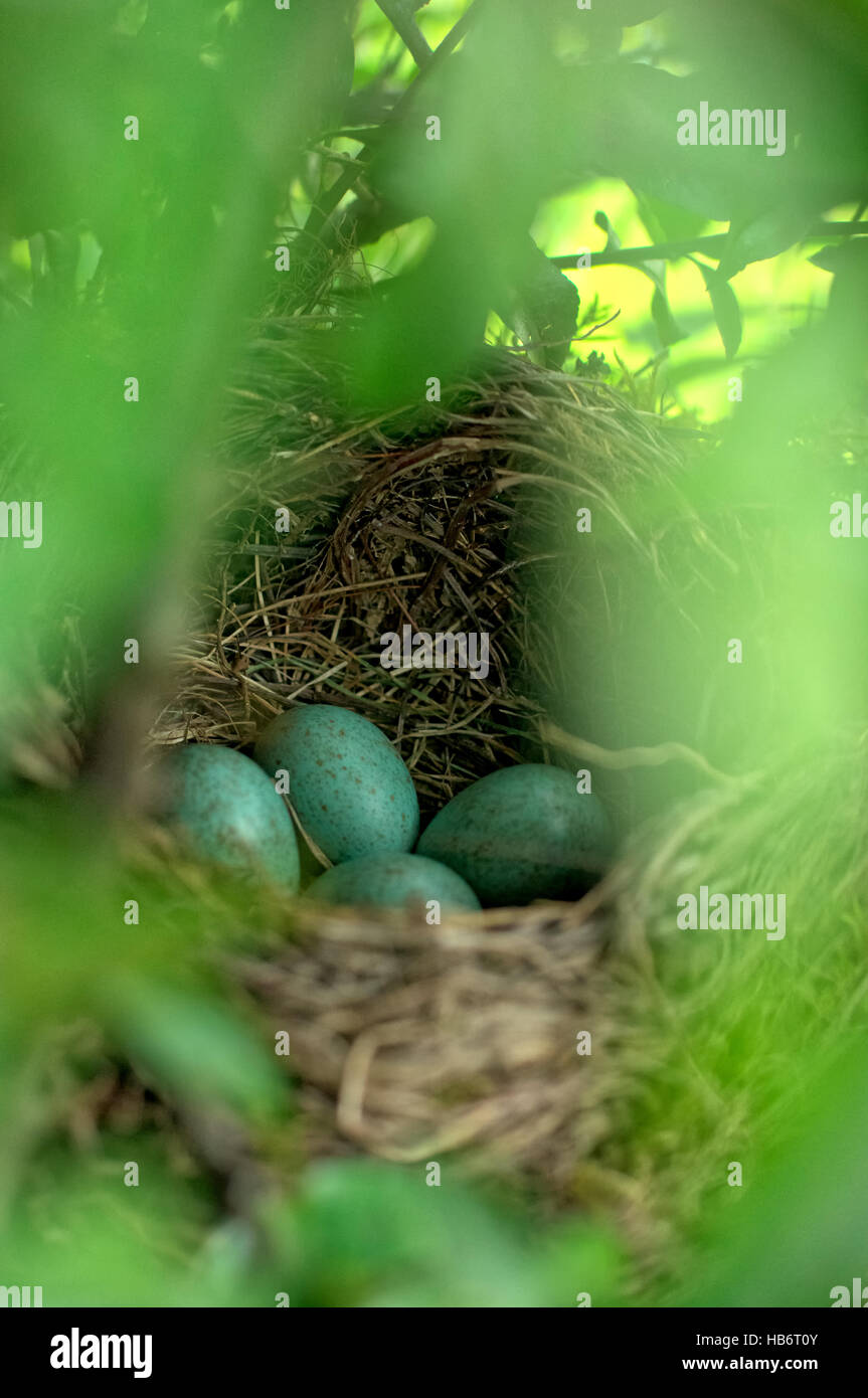 Black birds nest with eggs Stock Photo - Alamy