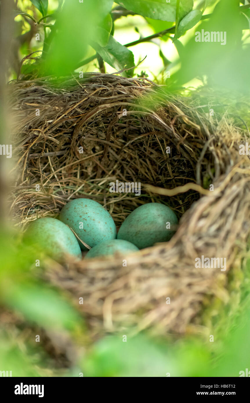 Black birds nest with eggs Stock Photo - Alamy