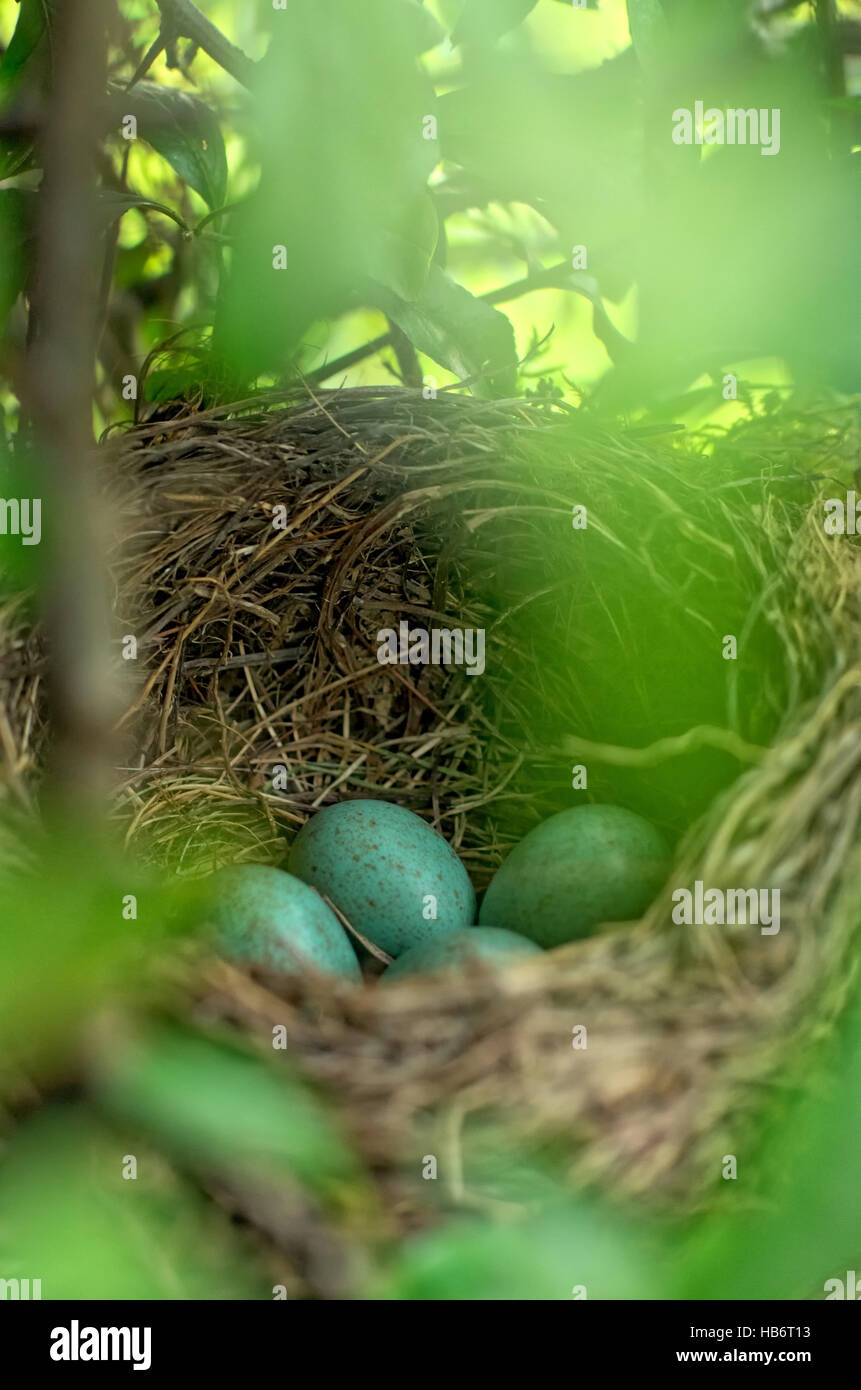 Black birds nest with eggs Stock Photo - Alamy