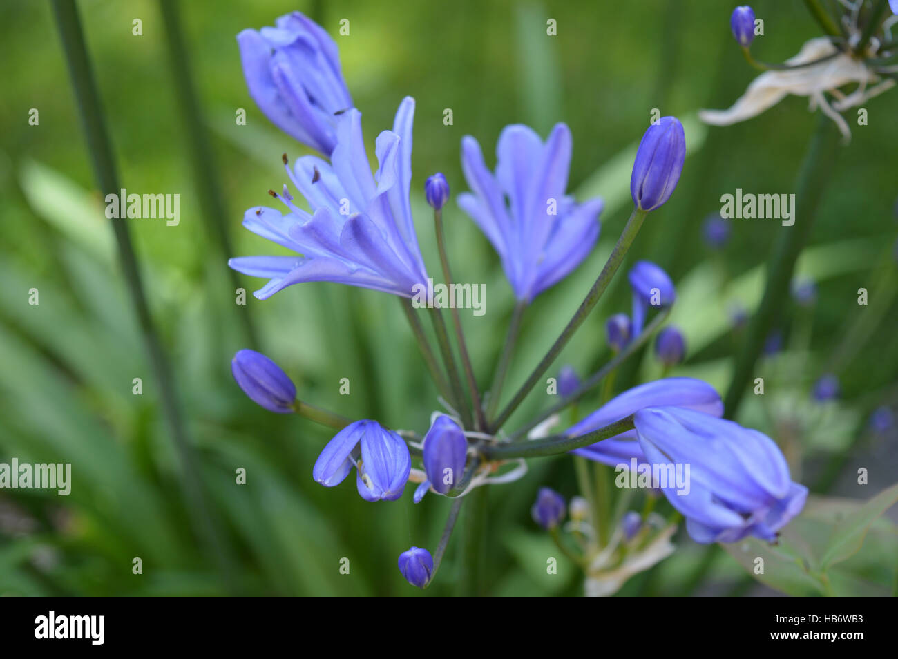Agapanthus in Flower Stock Photo - Alamy