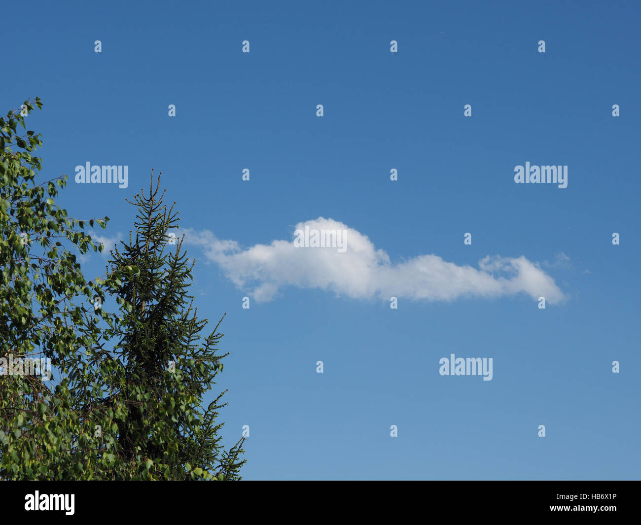 Tree and blue sky with clouds background Stock Photo - Alamy
