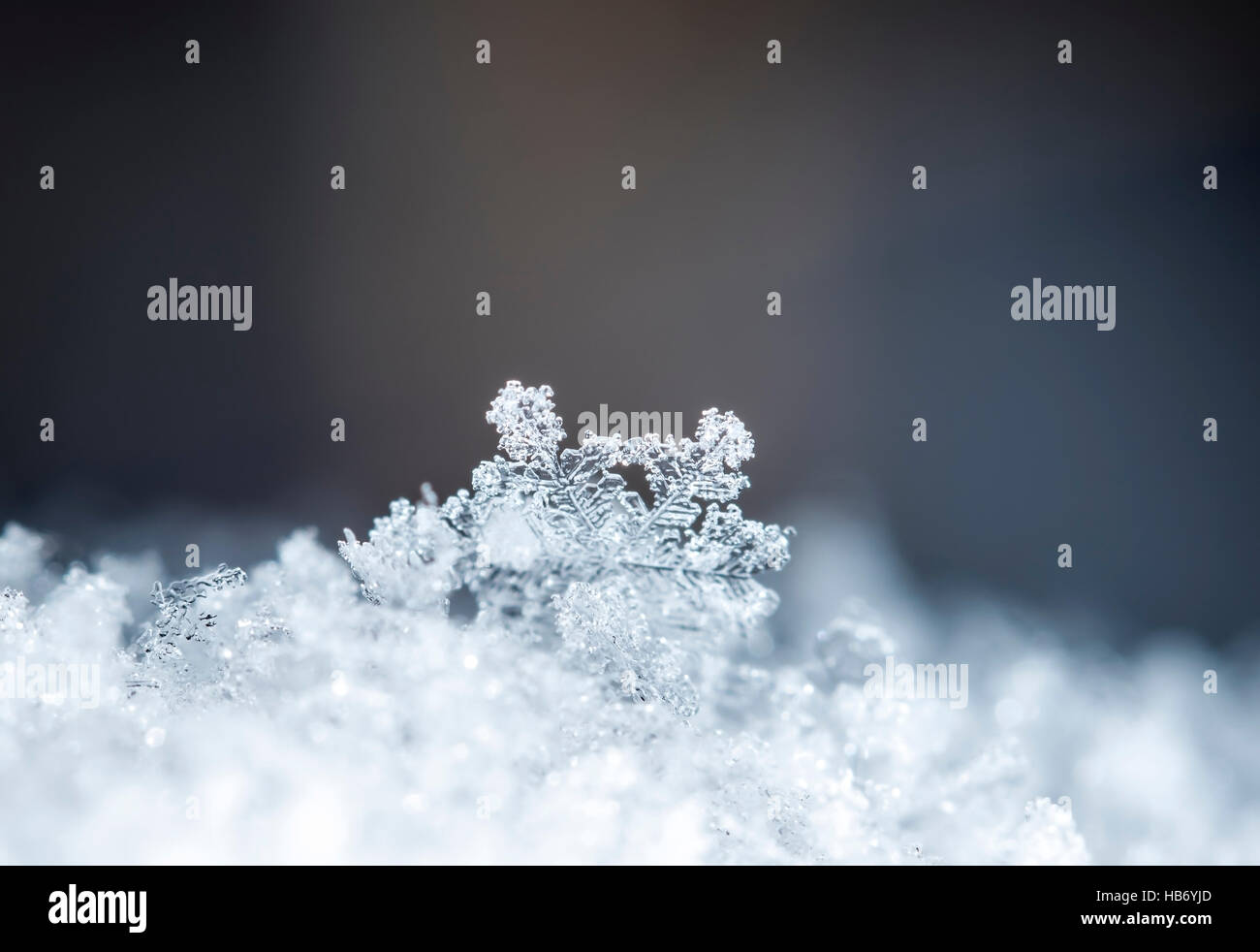 natural snowflakes, photo real snowflakes during a snowfall, under